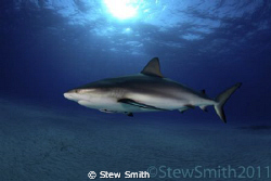 A patrolling Caribbean Reef Shark passes by with an inqui... by Stew Smith 
